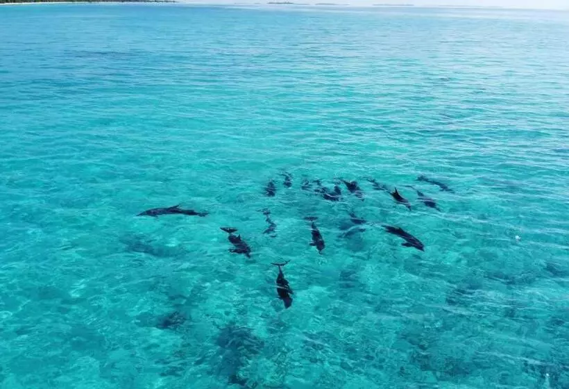 پانسیون Athiri Beach Maldives