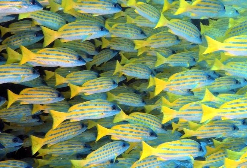 پانسیون Athiri Beach Maldives