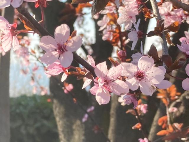 פנסיון Relais Juliette