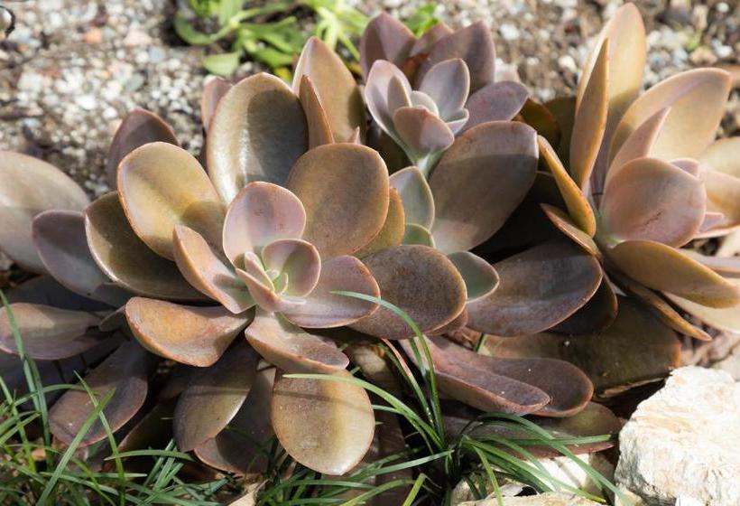 호텔 Pinna Business