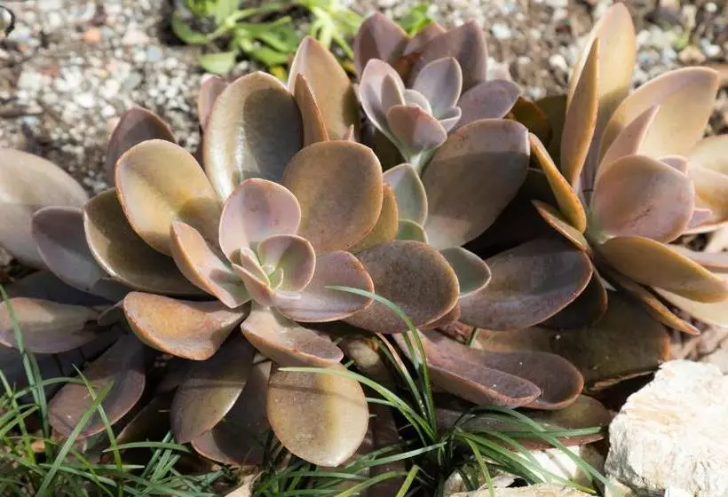 Hotel Pinna Business