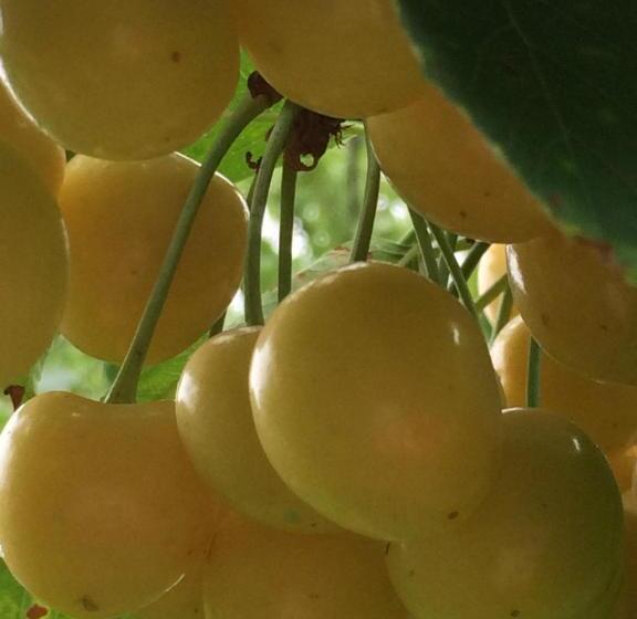 پانسیون Eco Resort Lorret