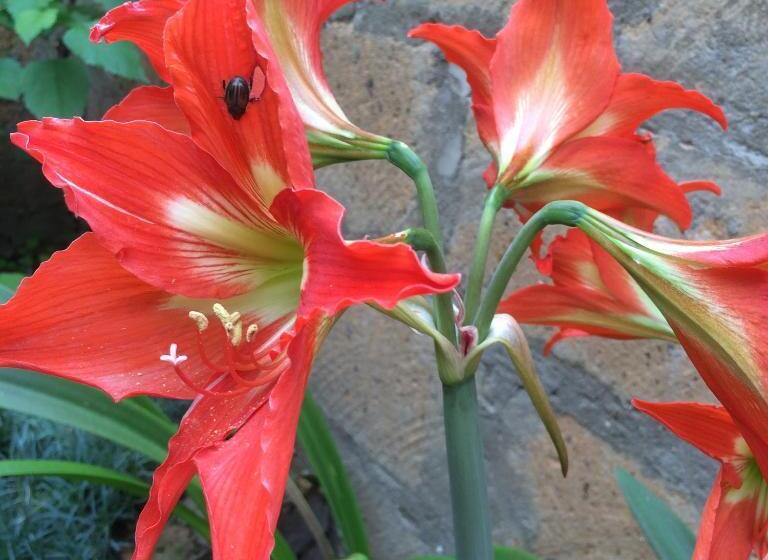 پانسیون Eco Resort Lorret