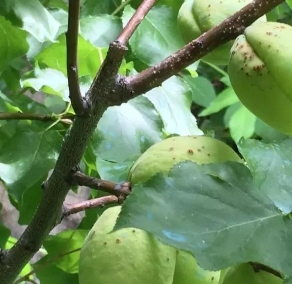 Majatalo Eco Resort Lorret