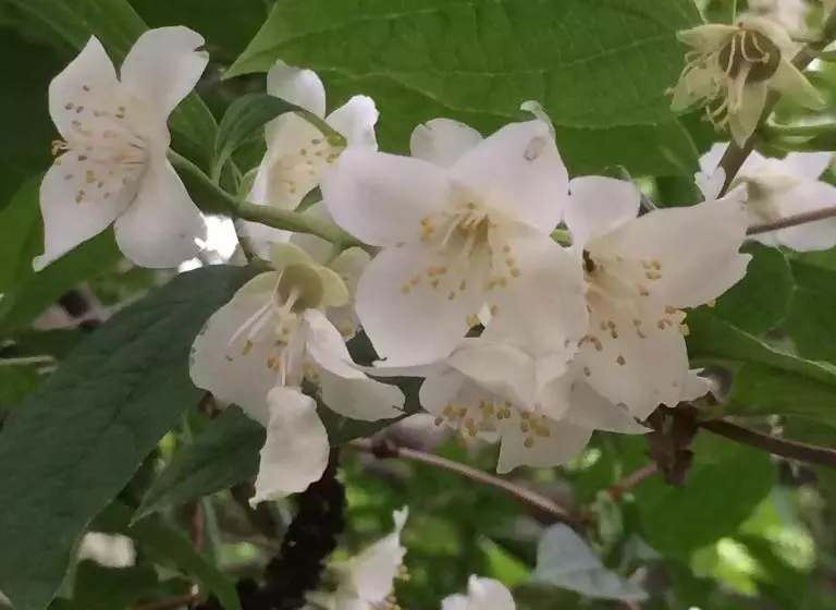 Majatalo Eco Resort Lorret