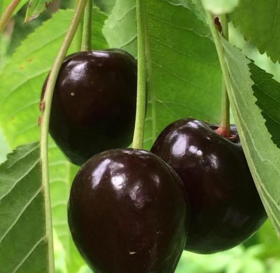 پانسیون Eco Resort Lorret