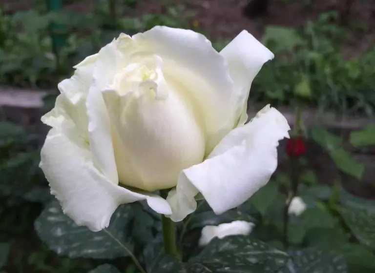 Majatalo Eco Resort Lorret