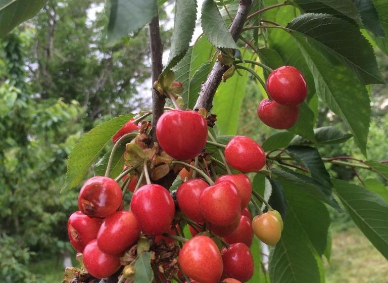 پانسیون Eco Resort Lorret