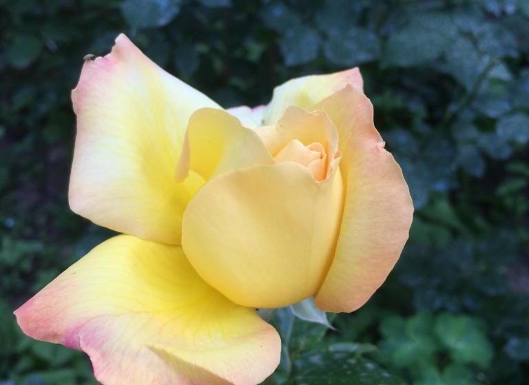 پانسیون Eco Resort Lorret