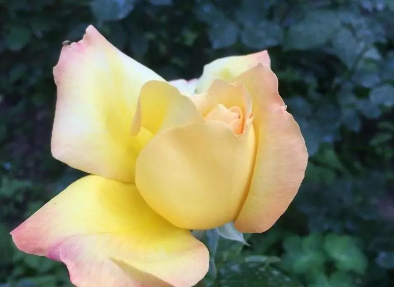 Majatalo Eco Resort Lorret