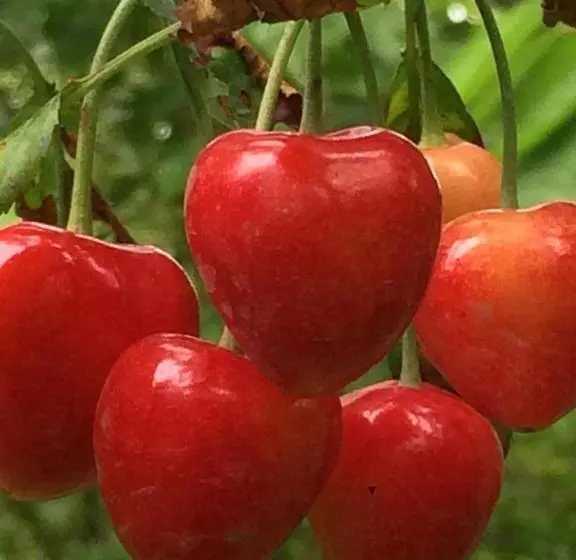 Majatalo Eco Resort Lorret