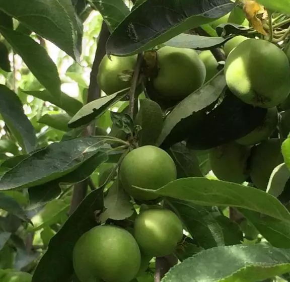 Majatalo Eco Resort Lorret