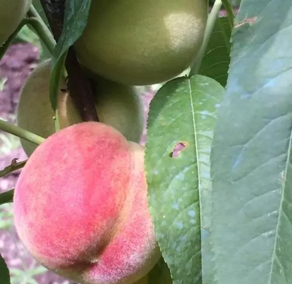 Majatalo Eco Resort Lorret