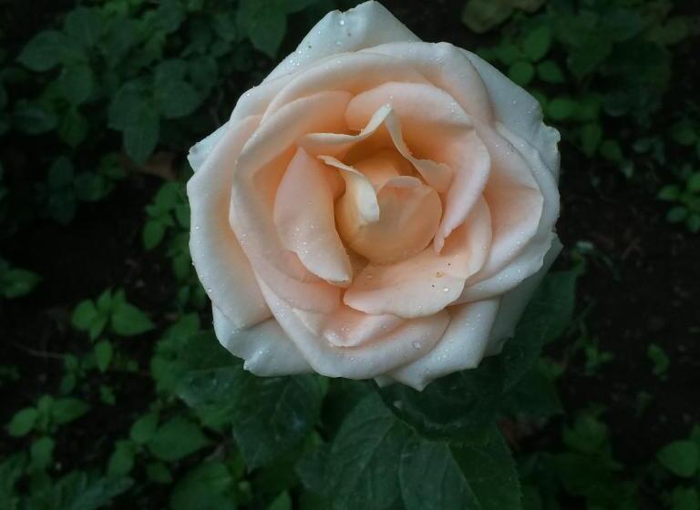 پانسیون Eco Resort Lorret