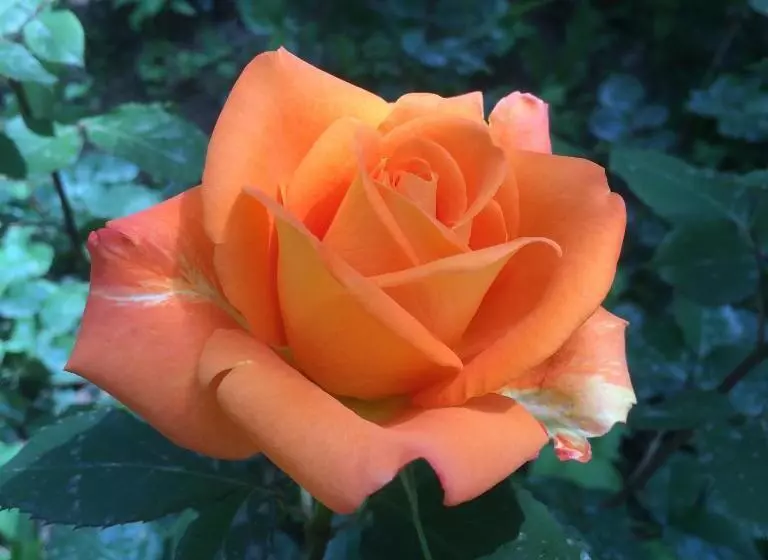 Majatalo Eco Resort Lorret