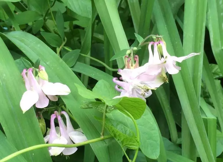 Majatalo Eco Resort Lorret