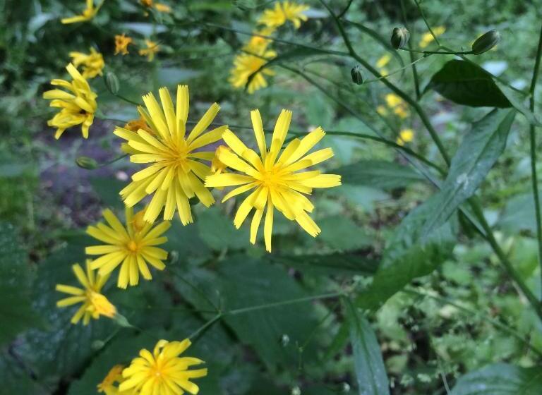 پانسیون Eco Resort Lorret