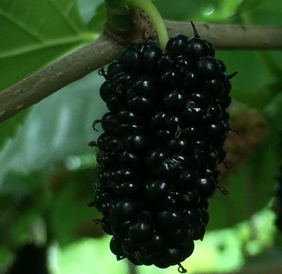 پانسیون Eco Resort Lorret