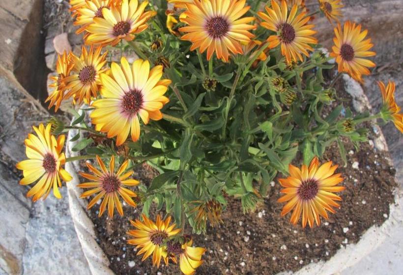 Cal Roig Hotel Rural