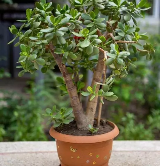 هاستل Tsera House