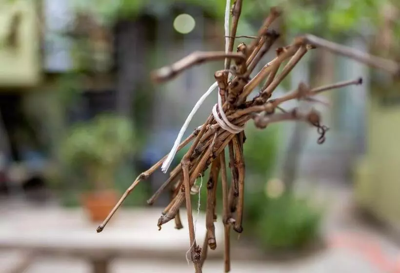 هاستل Tsera House