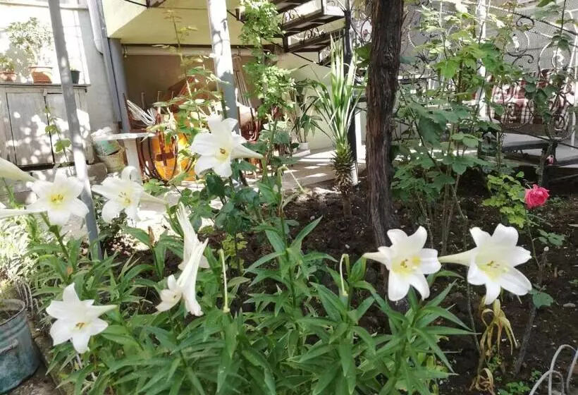 هاستل Tsera House