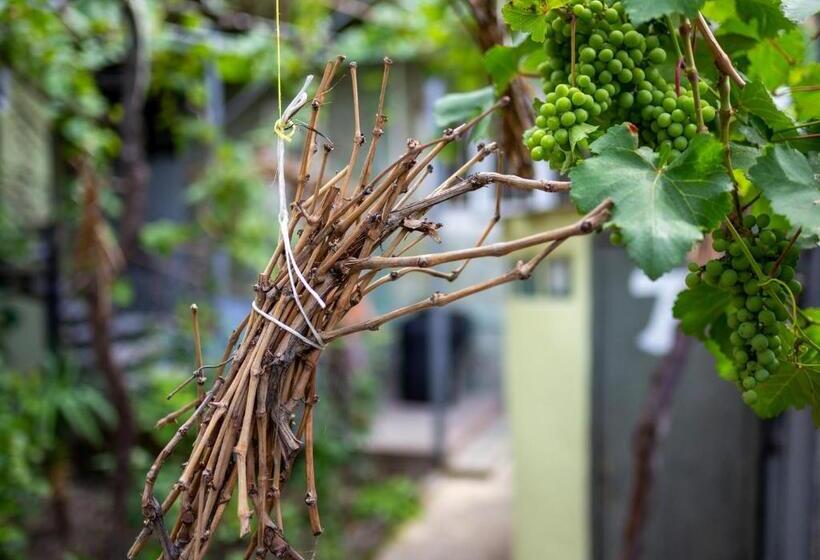 هاستل Tsera House