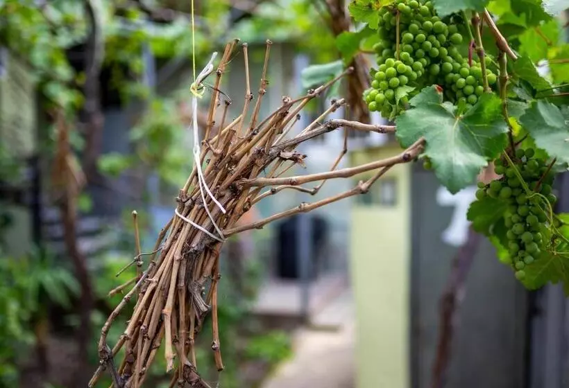 هاستل Tsera House