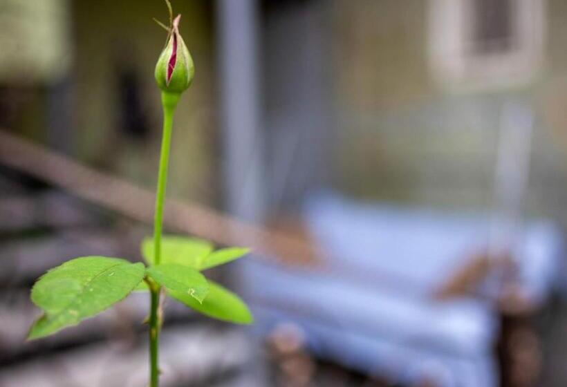 هاستل Tsera House