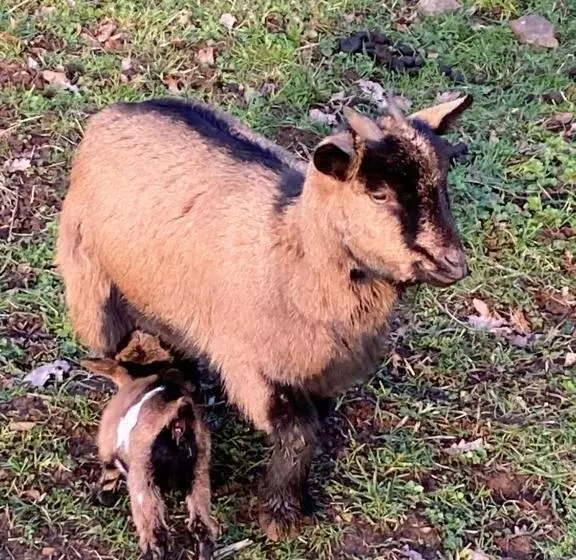 Majatalo Le Petit Moulin