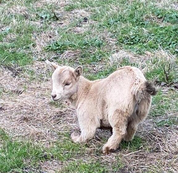 پانسیون Le Petit Moulin