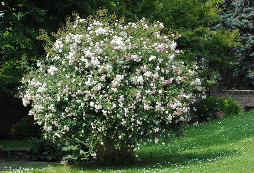 Aamiaismajoitus (B&B) Villa La Maggiorana