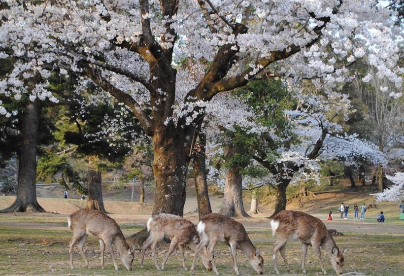 Majatalo Naraigoto Eena House
