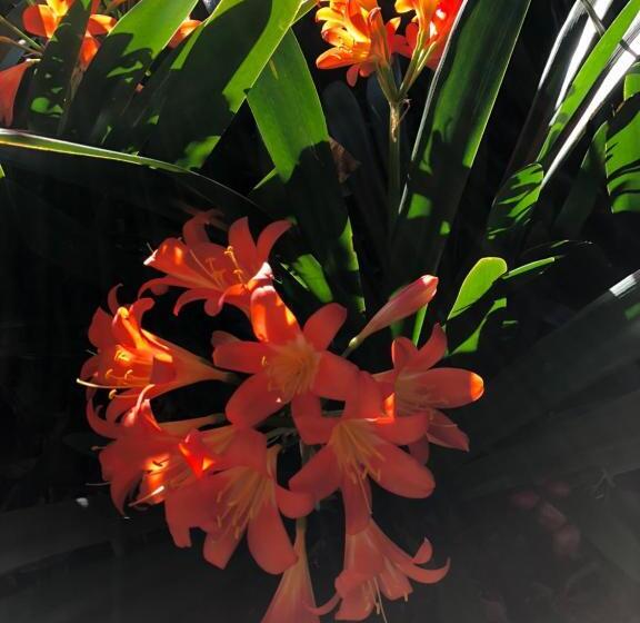 بنسيون The Lemon Tree