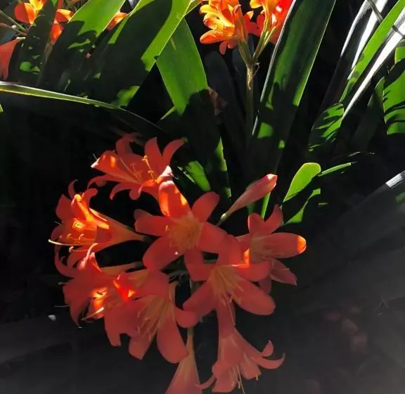 Majatalo The Lemon Tree