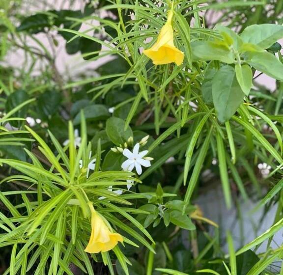Path House Etna & Sea View
