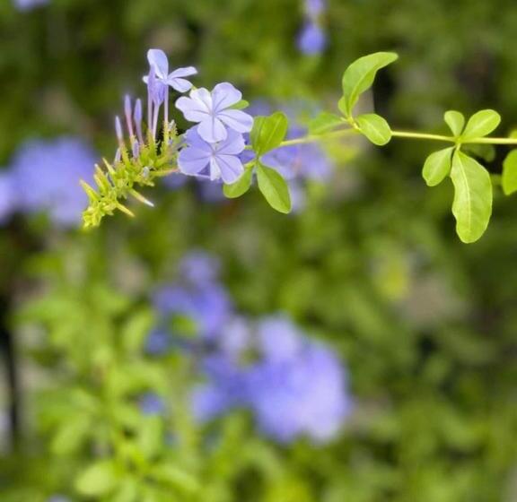 Path House Etna & Sea View