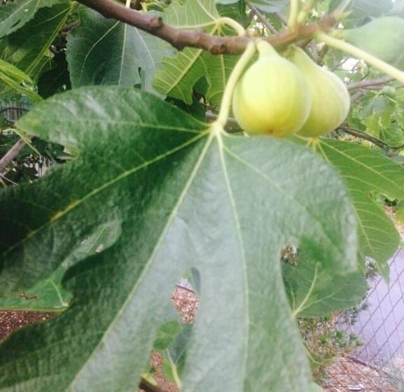 پانسیون Guesthouse Schenk