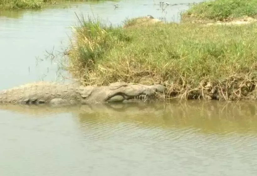 Hotelli Bundala Park View