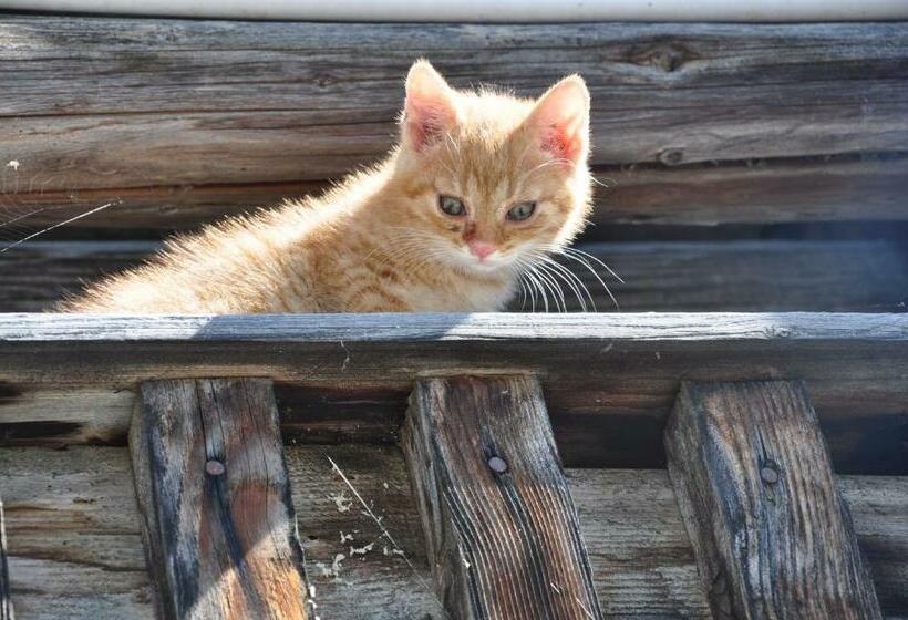 Pensionat Glautschhof