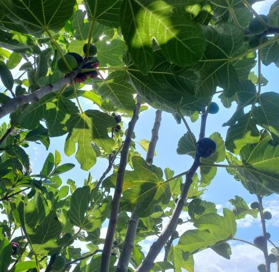 بنسيون Cada View