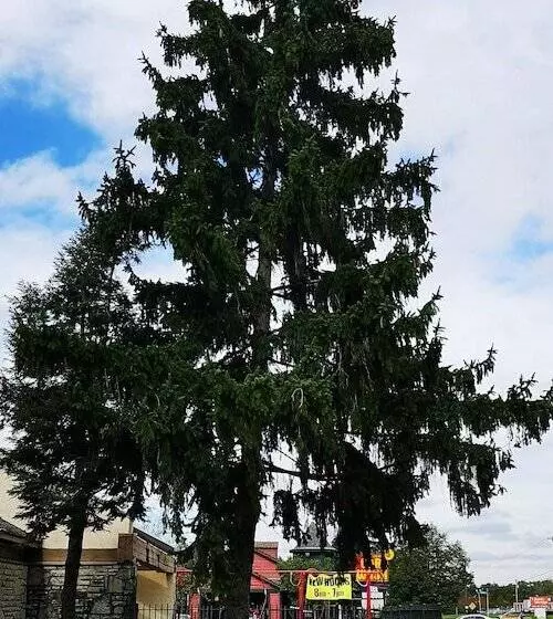 Отель American Value Inn