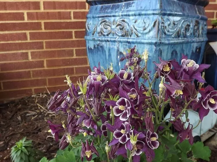 モーテル Crest Country Inn