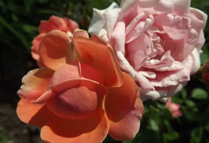 モーテル Crest Country Inn