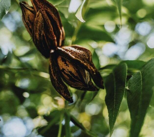 פנסיון Villiera Guesthouse