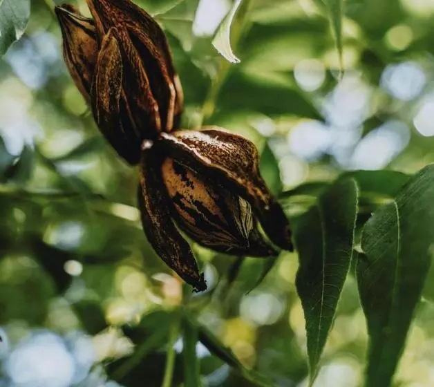 Majatalo Villiera Guesthouse