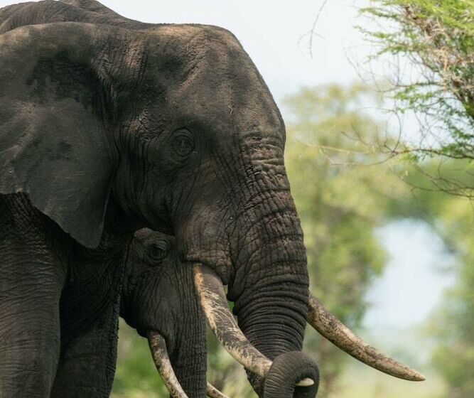 هتل Mawe Luxury Tented Camp