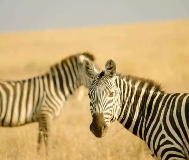 ホテル Mawe Luxury Tented Camp