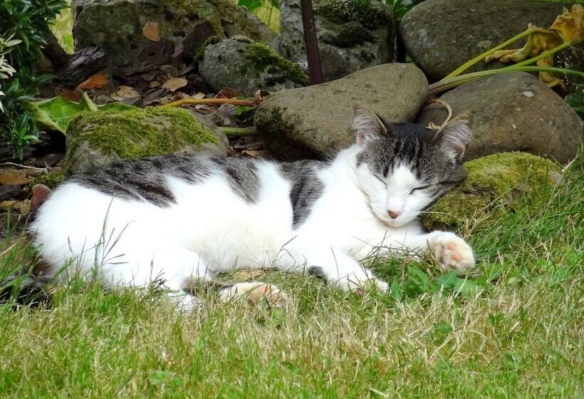 פנסיון Chambres D Hotes Idiartekoborda