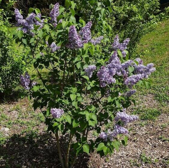 ペンション Manoir De L'esplanade